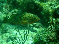 Epinephelus guttatus