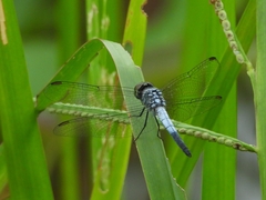 Brachydiplax sobrina