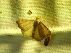 Macaria transitaria