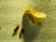 Megalopyge opercularis