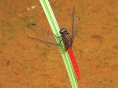 Orthetrum chrysis