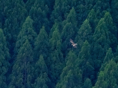 Pernis ptilorhynchus