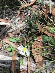 Brachyscome decipiens