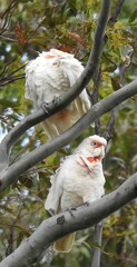 Cacatua tenuirostris