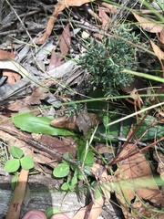 Brachyscome decipiens