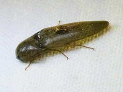 Orthostethus infuscatus