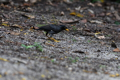 Acridotheres javanicus