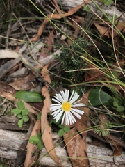 Brachyscome decipiens