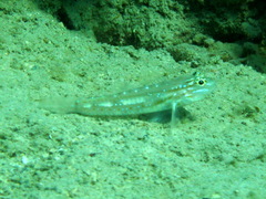 Coryphopterus glaucofraenum