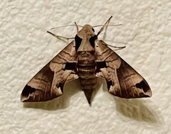 Eumorpha achemon