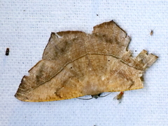 Prochoerodes lineola