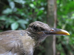 Turdus olivaceofuscus