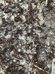 Tetramorium immigrans