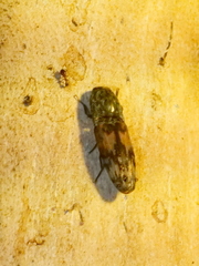 Pherhimius fascicularis