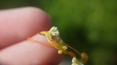 Cuscuta cephalanthi