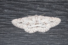 Stenoporpia pulmonaria