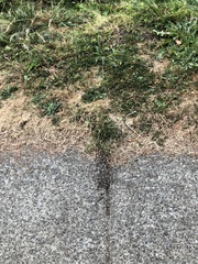 Tetramorium immigrans