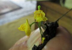 Utricularia gibba