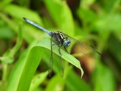 Orthetrum luzonicum