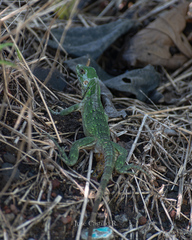 Ctenosaura acanthura