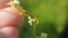 Cuscuta cephalanthi