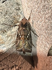 Autographa precationis