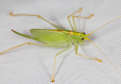 Meconema thalassinum