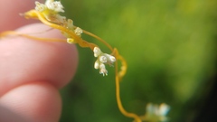 Cuscuta cephalanthi