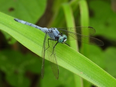 Orthetrum luzonicum