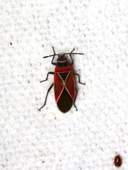 Neacoryphus bicrucis