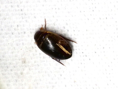 Thermonectus basillaris basillaris