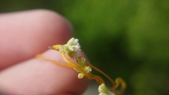 Cuscuta cephalanthi