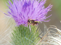 Nomada
