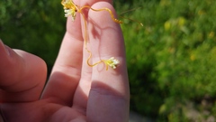 Cuscuta cephalanthi