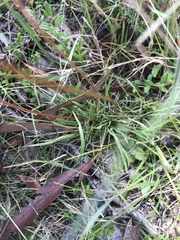 Stylidium graminifolium