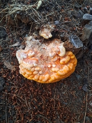 Laetiporus conifericola
