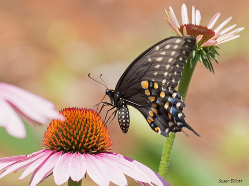 Black Swallowtail, photo 8 of 10