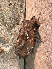 Autographa precationis