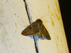 Ctenoplusia oxygramma