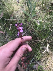 Stylidium graminifolium