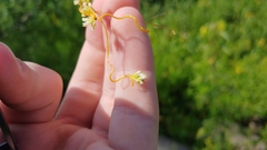 Cuscuta cephalanthi