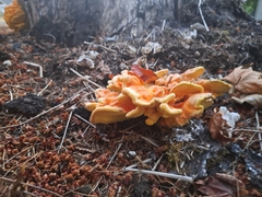 Laetiporus conifericola