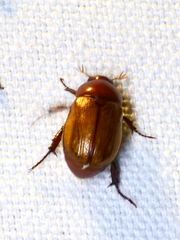 Anomala flavipennis
