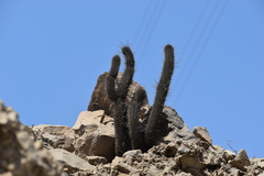 Loxanthocereus acanthurus