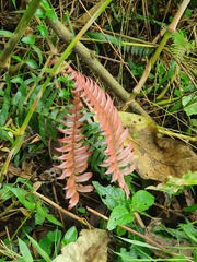 Blechnum occidentale
