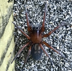 Callobius severus