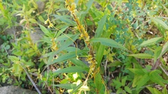 Cuscuta cephalanthi