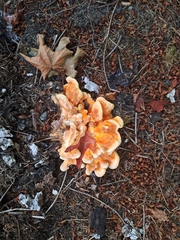 Laetiporus conifericola