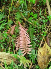 Blechnum occidentale