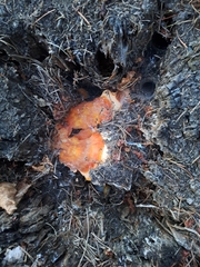 Laetiporus conifericola